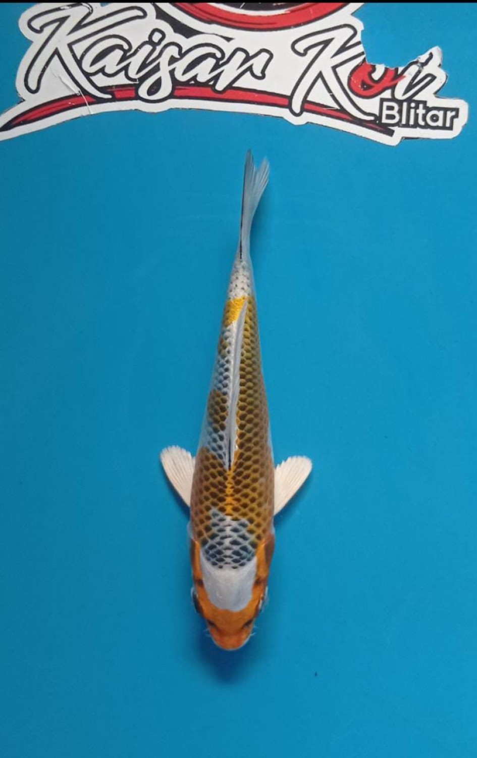 Juara 1