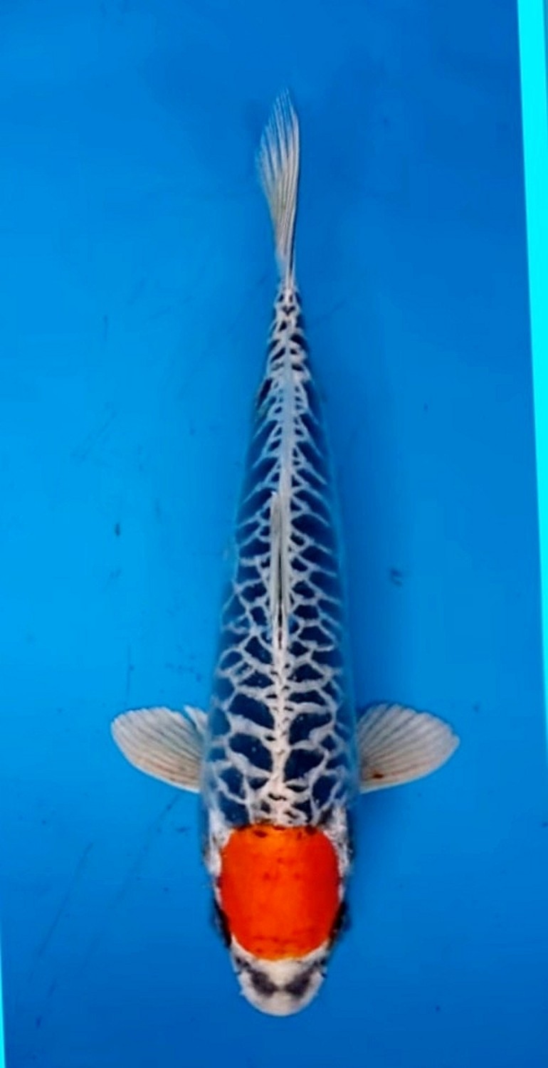 Juara 3