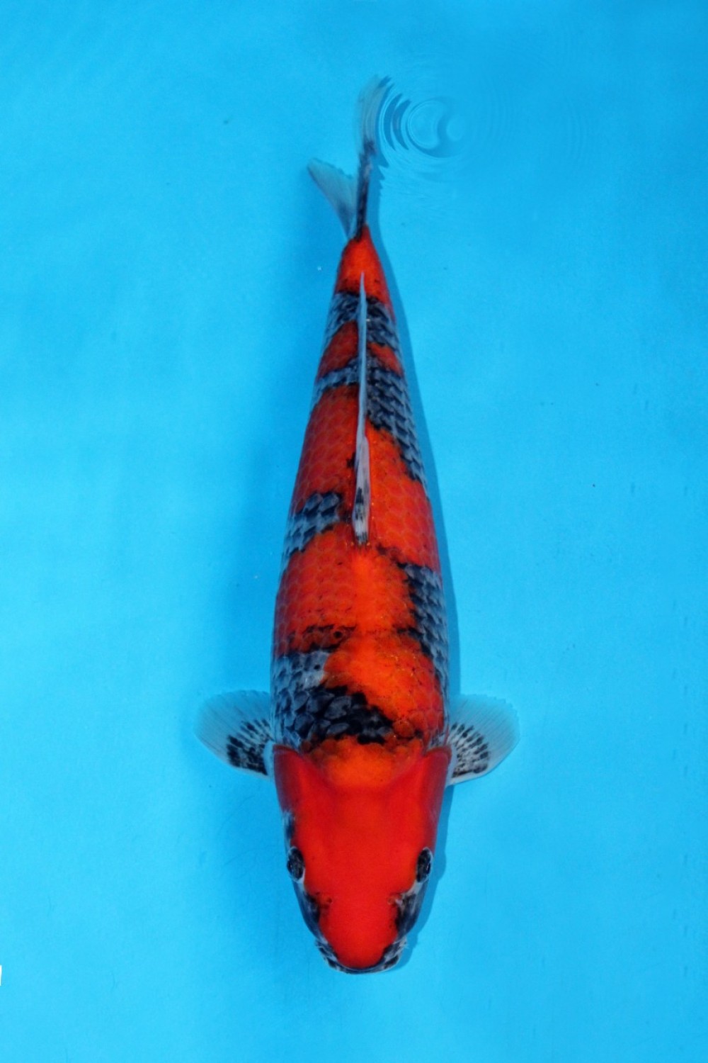 Juara 1