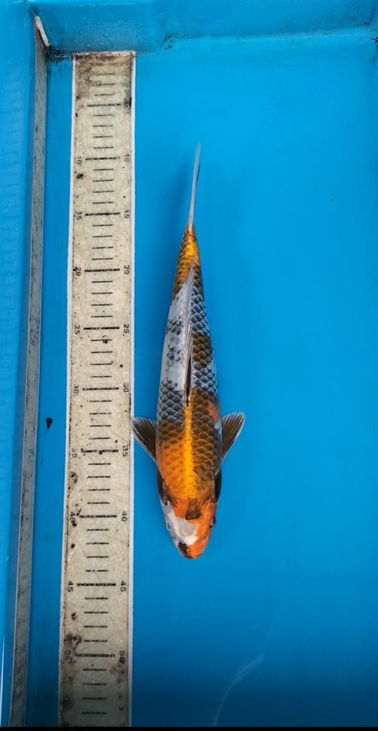 Juara 2
