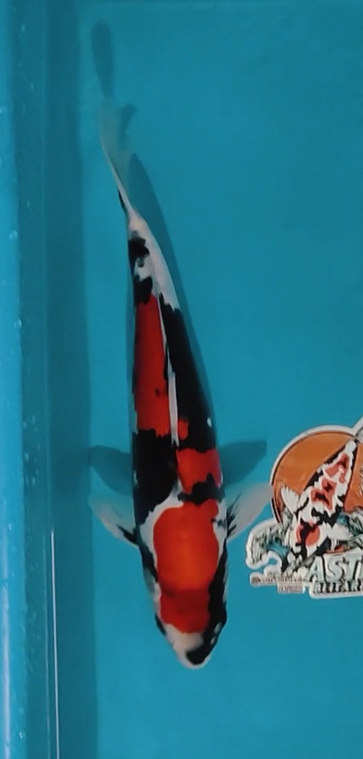 Juara 5