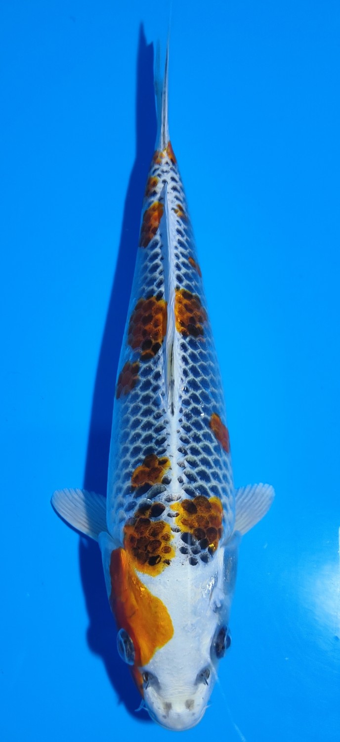 Juara 1