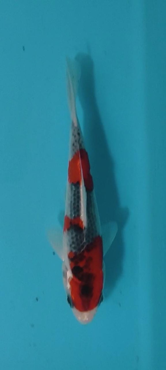 Juara 5