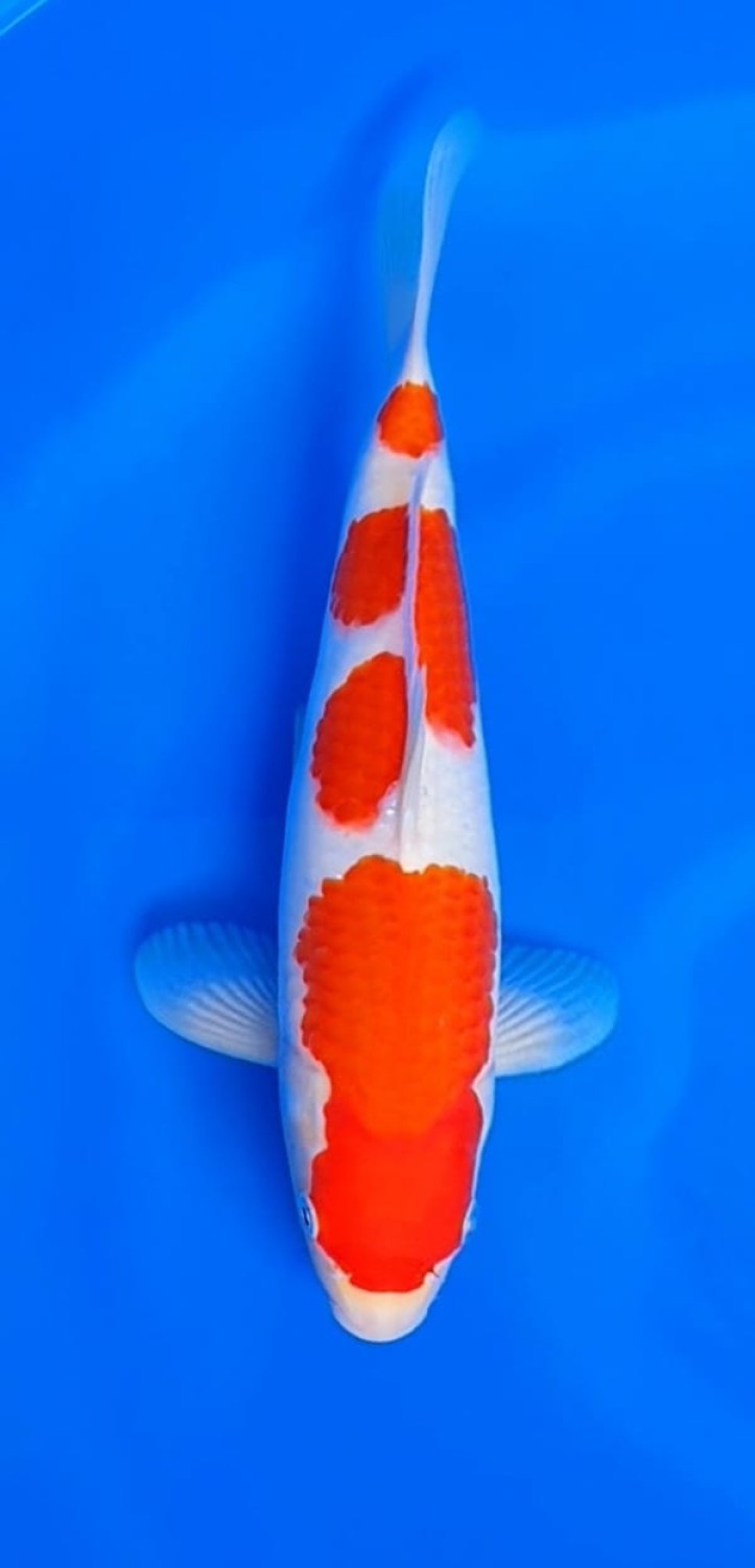 Juara 1