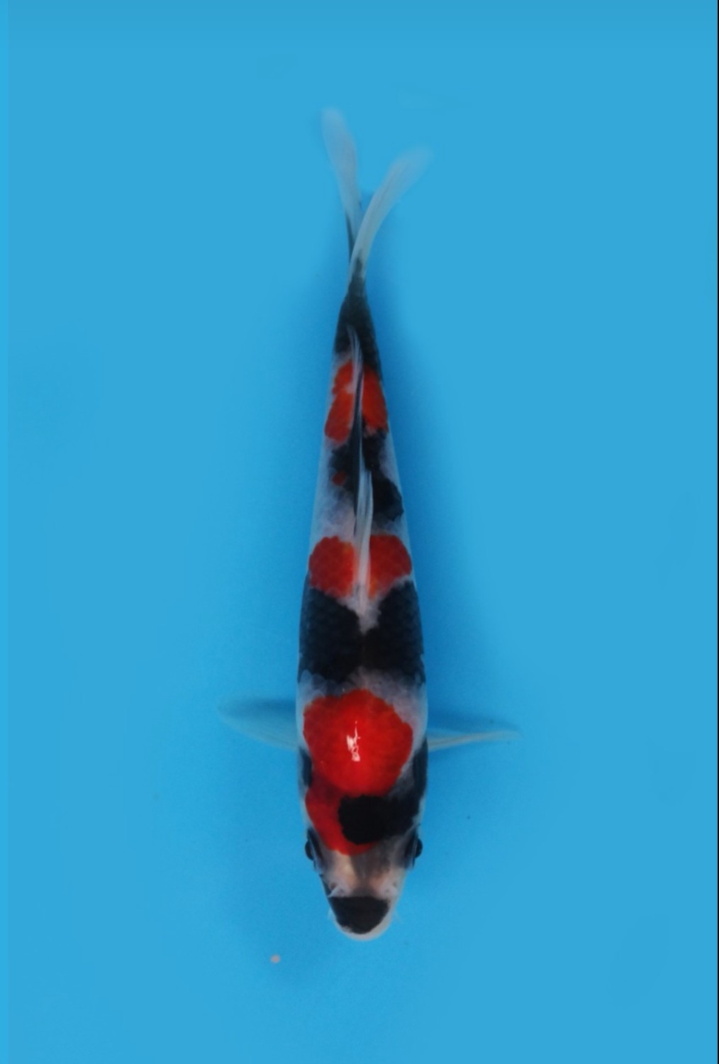 Juara 1