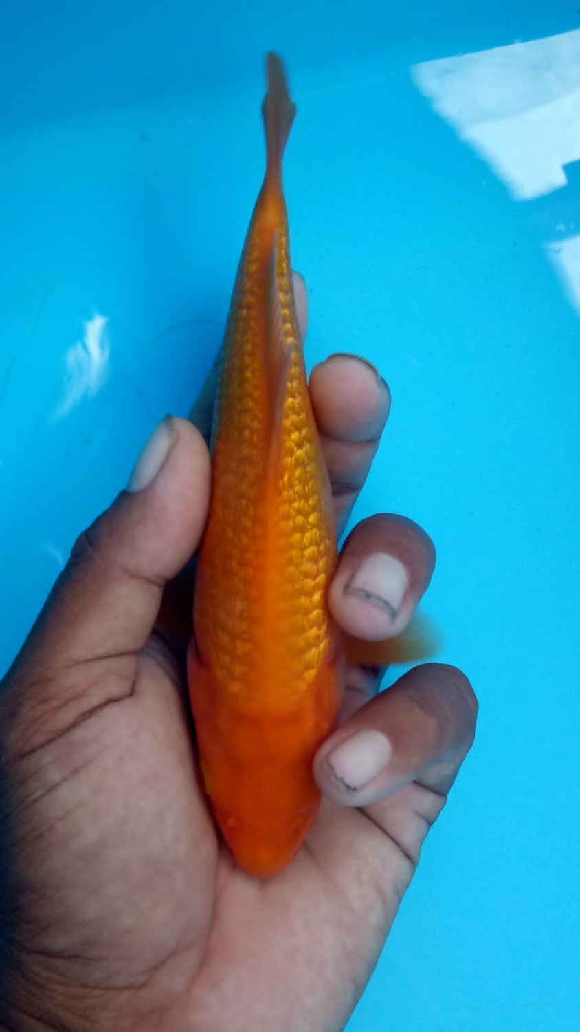 Juara 4
