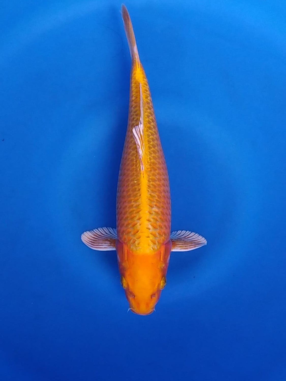 Juara 4