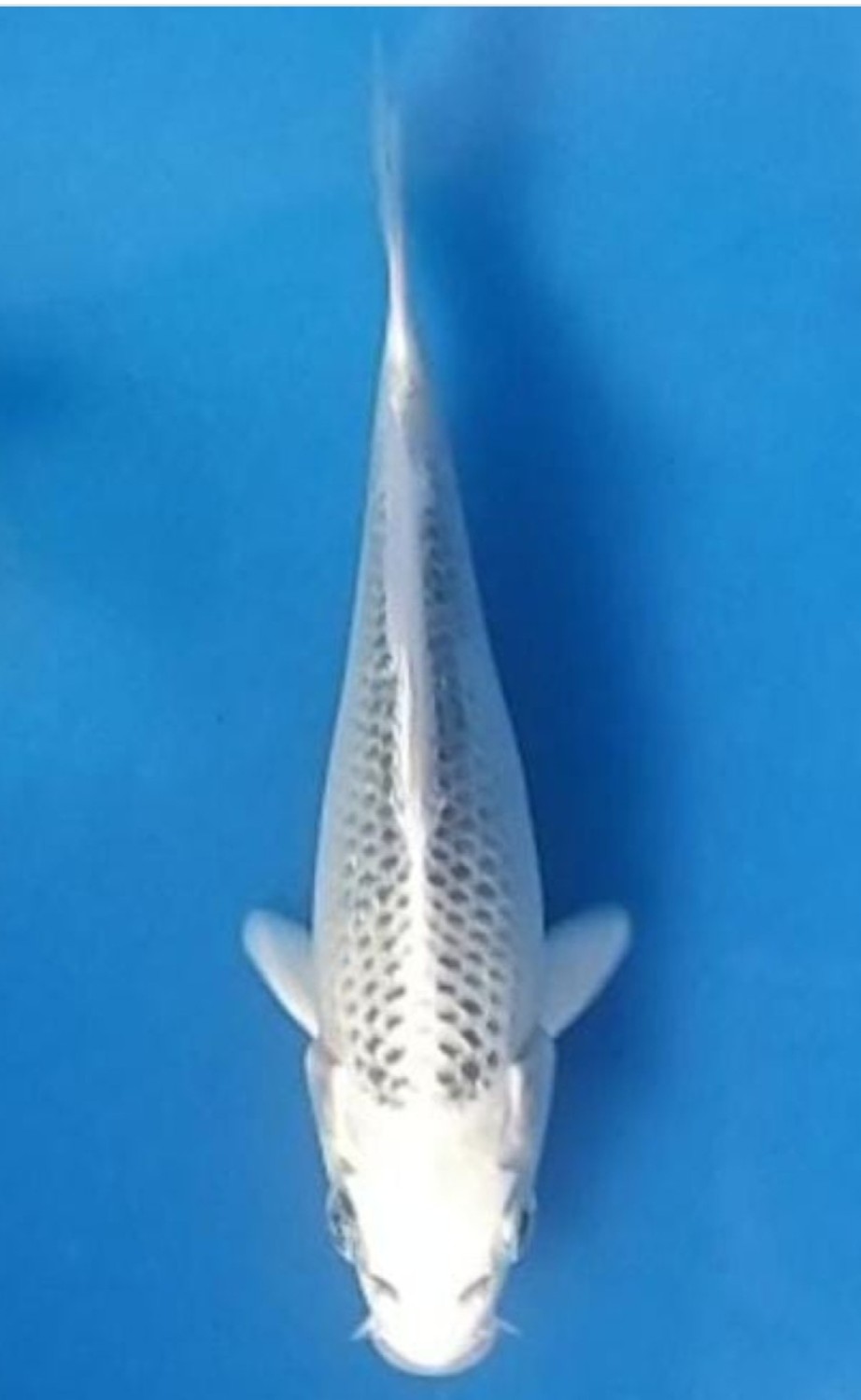 Best In Size E 13-15 Cm