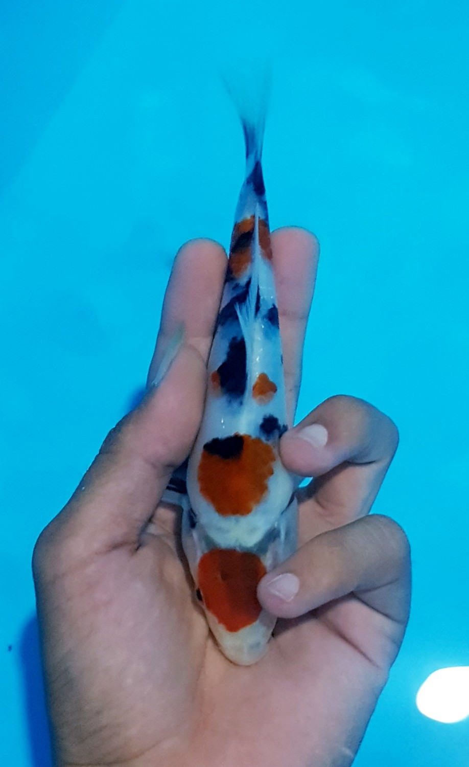 Juara 5