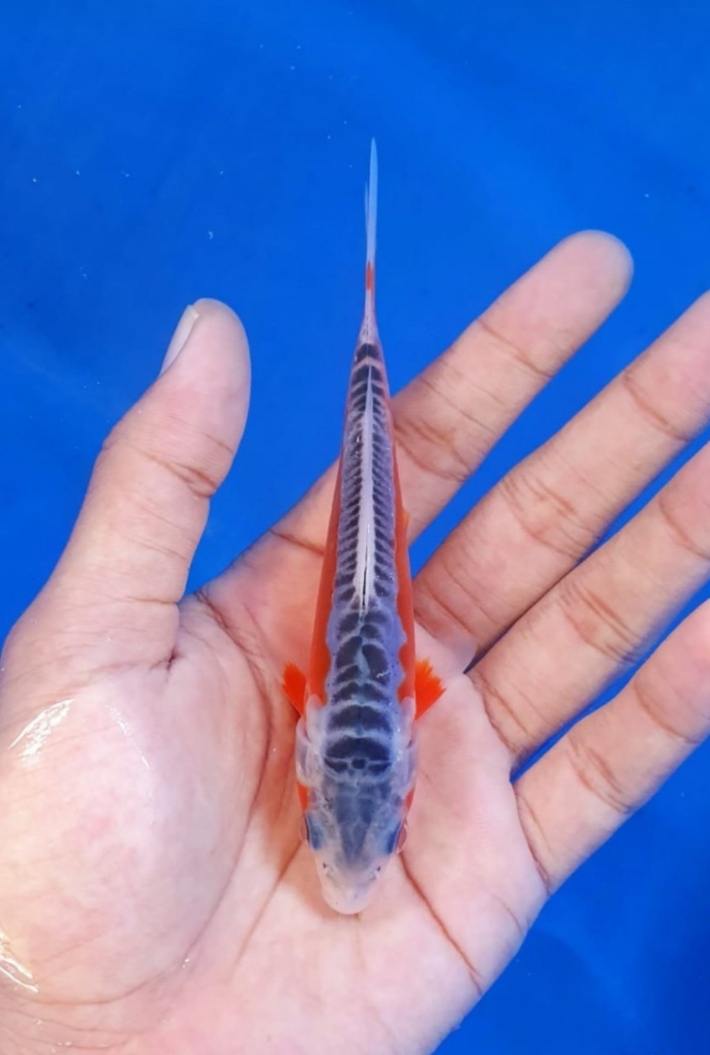 Juara 3