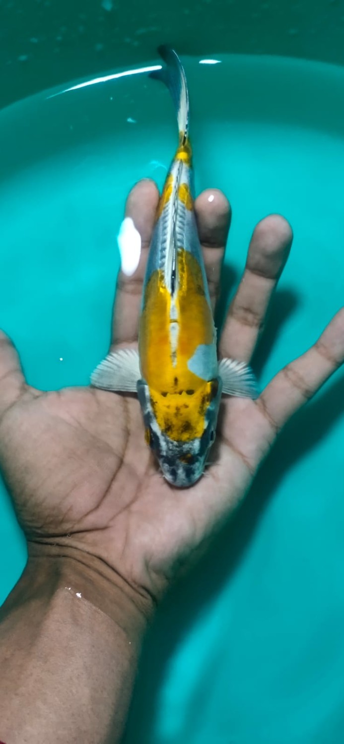 Juara 4