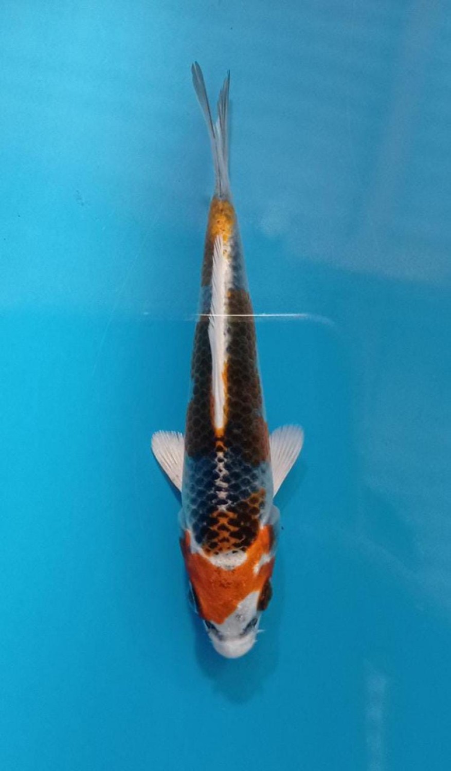 Juara 5