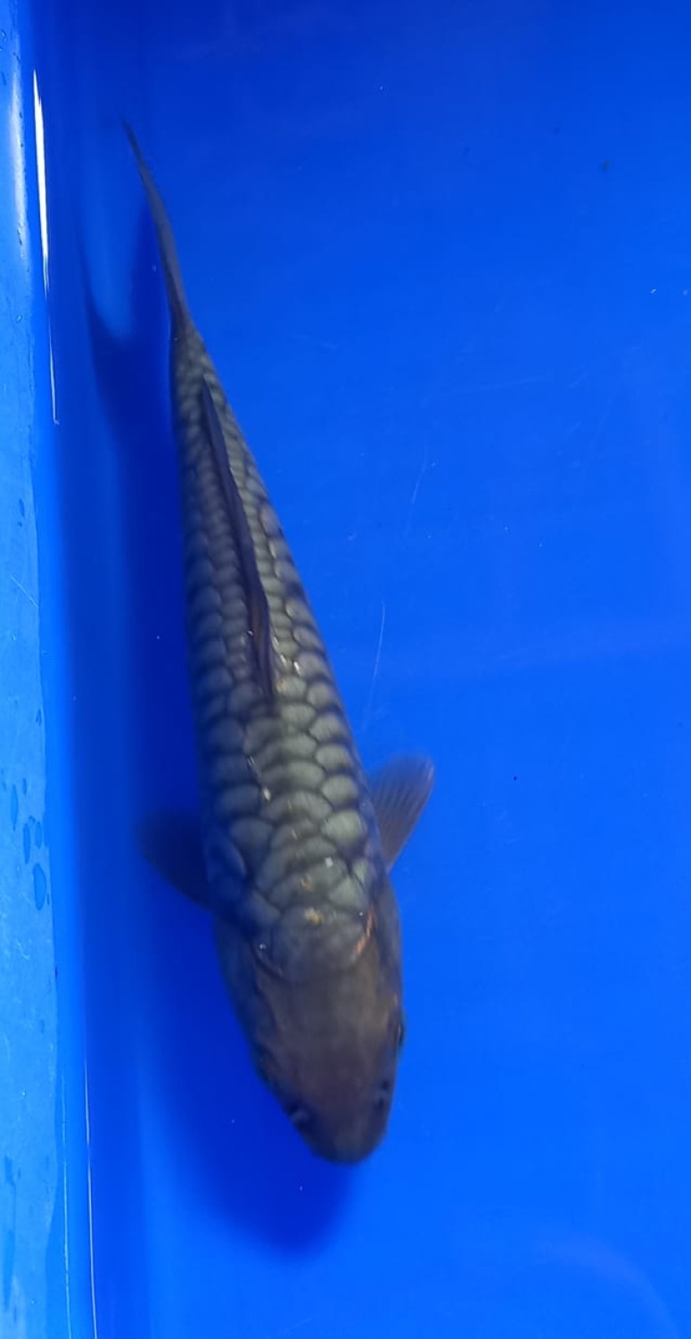 Juara 2