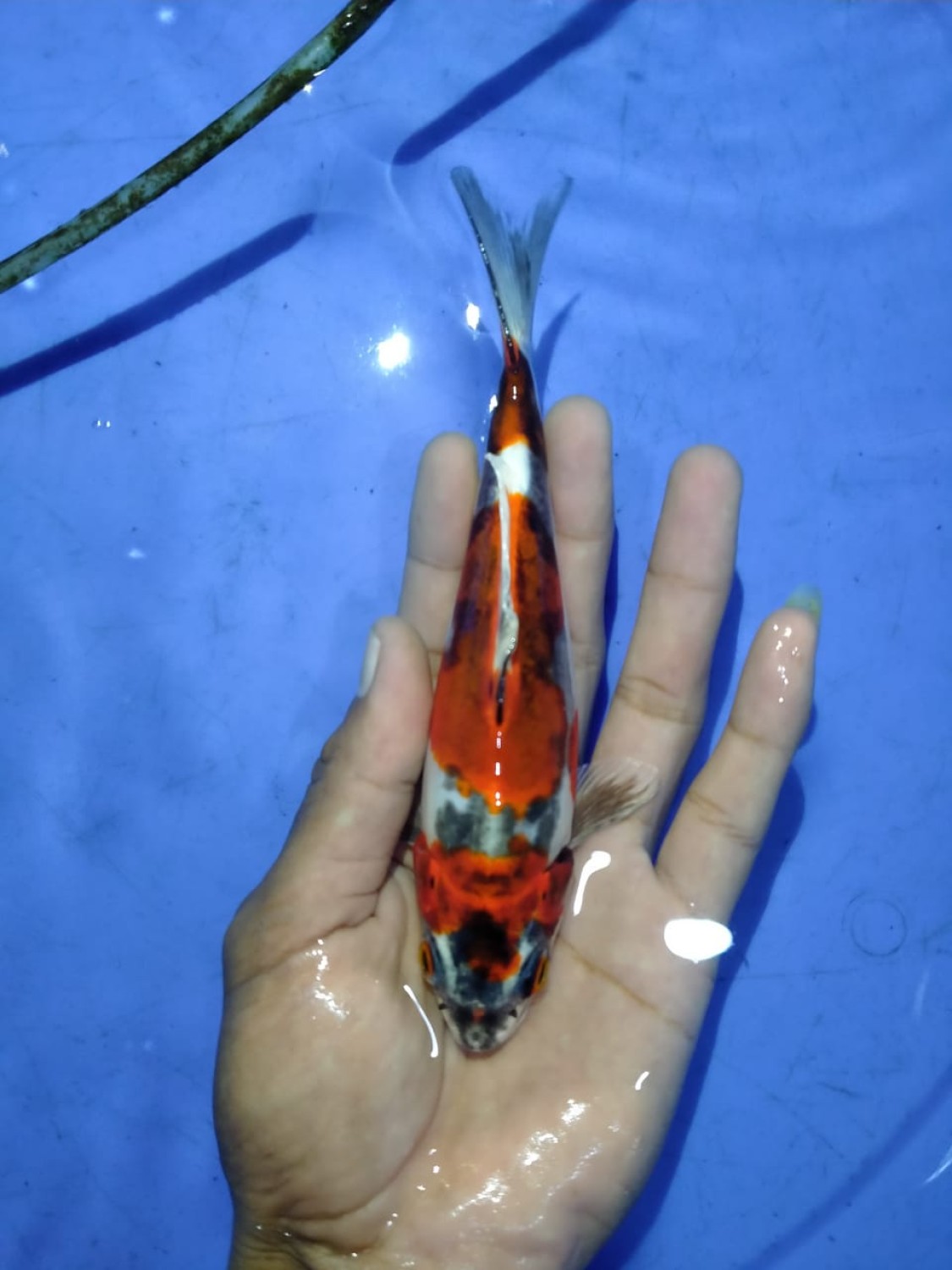 Juara 1