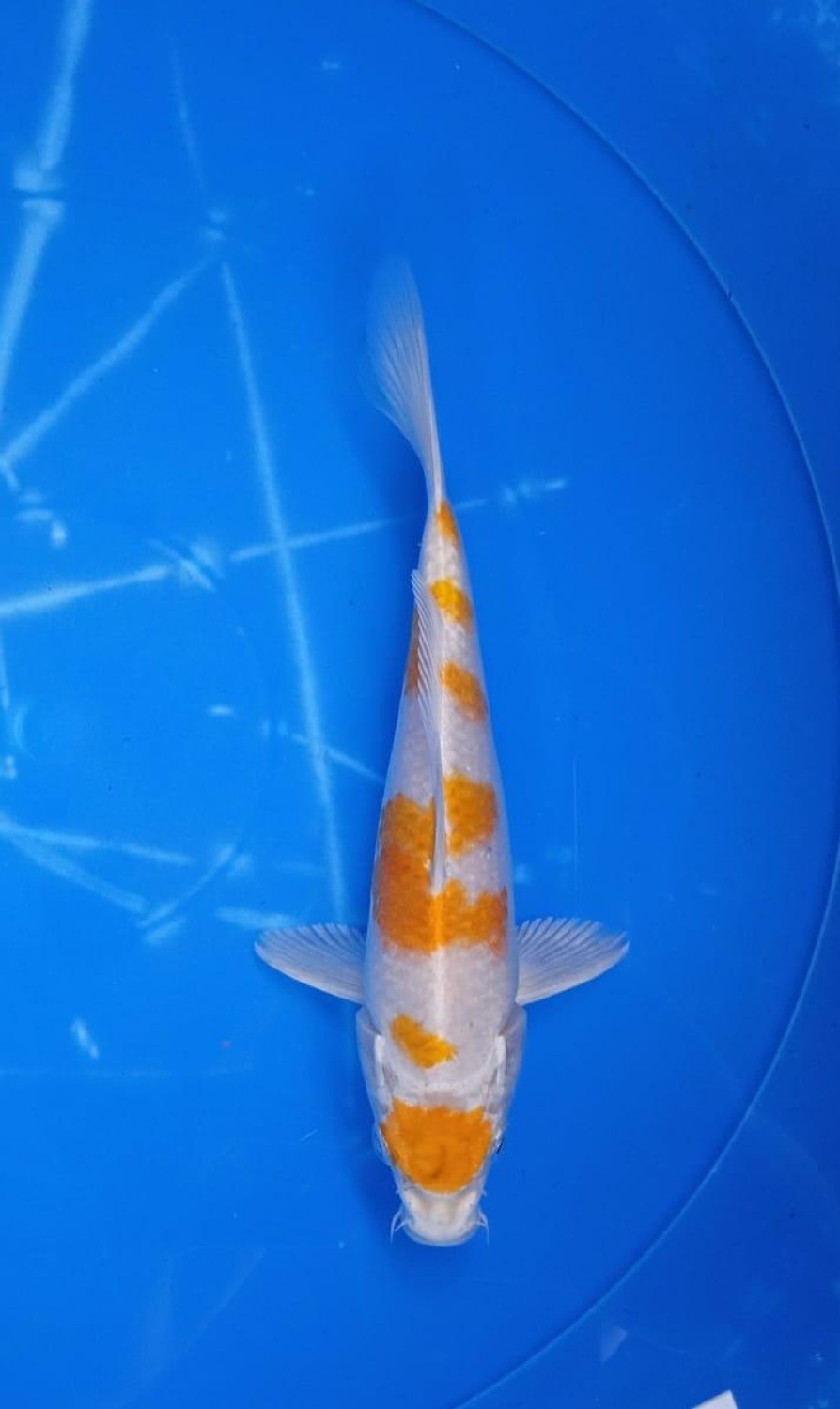 Juara 5