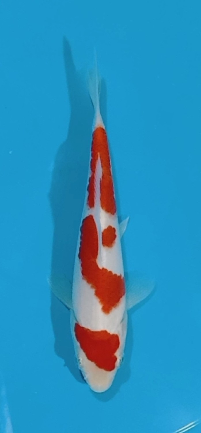 Juara 2