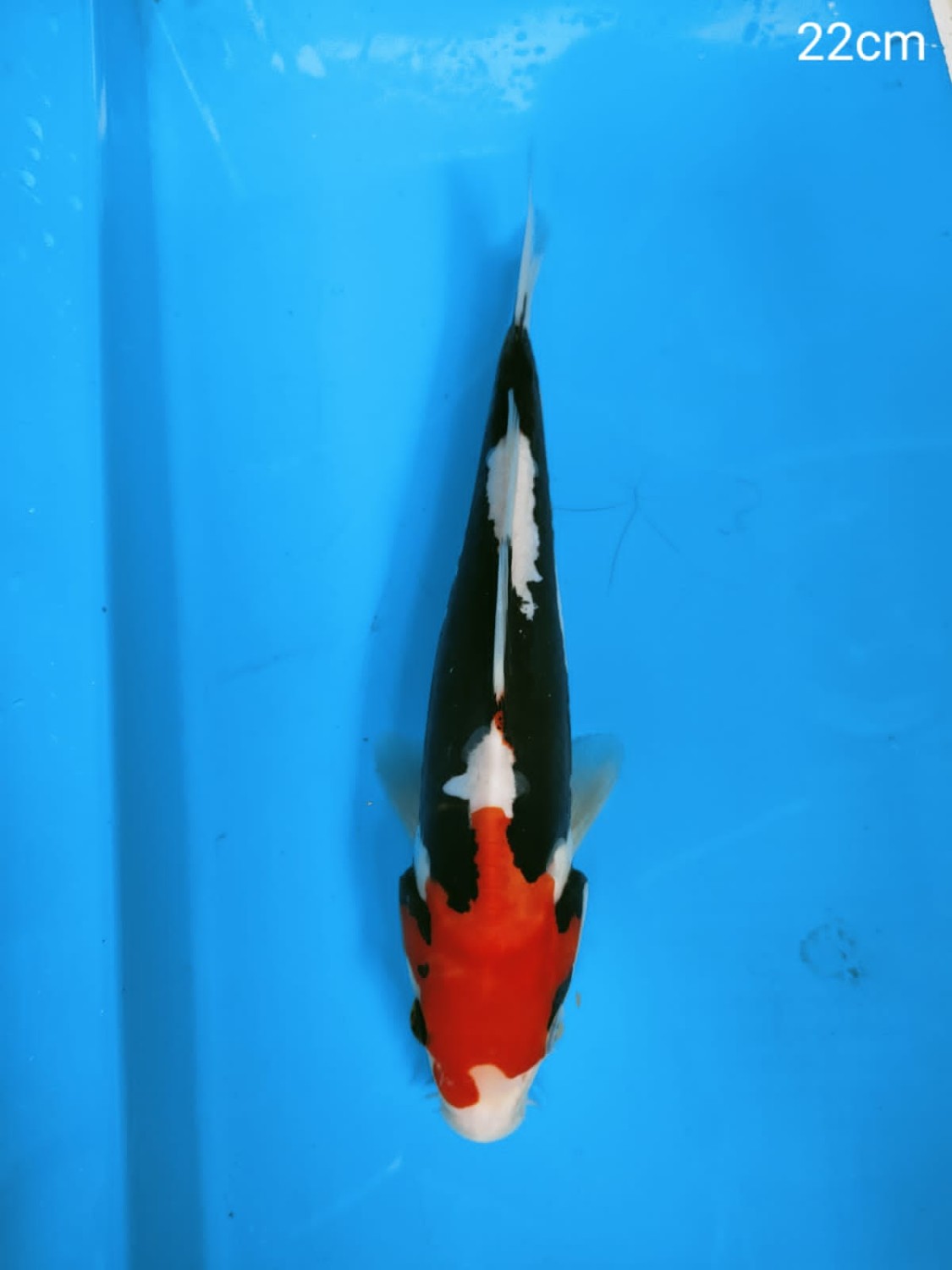 Juara 2
