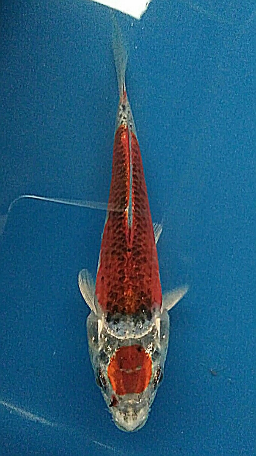 Juara 5