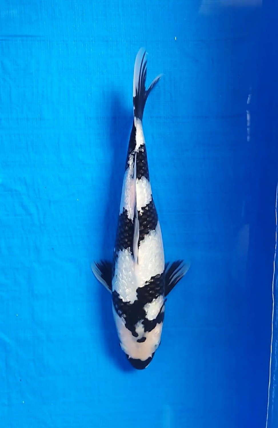 Juara 5