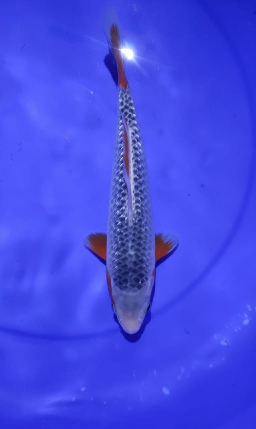 Juara 1