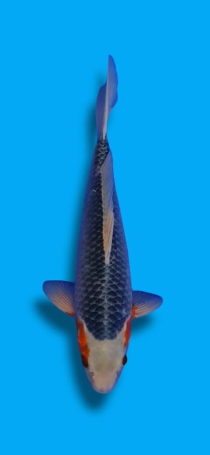 Juara 2