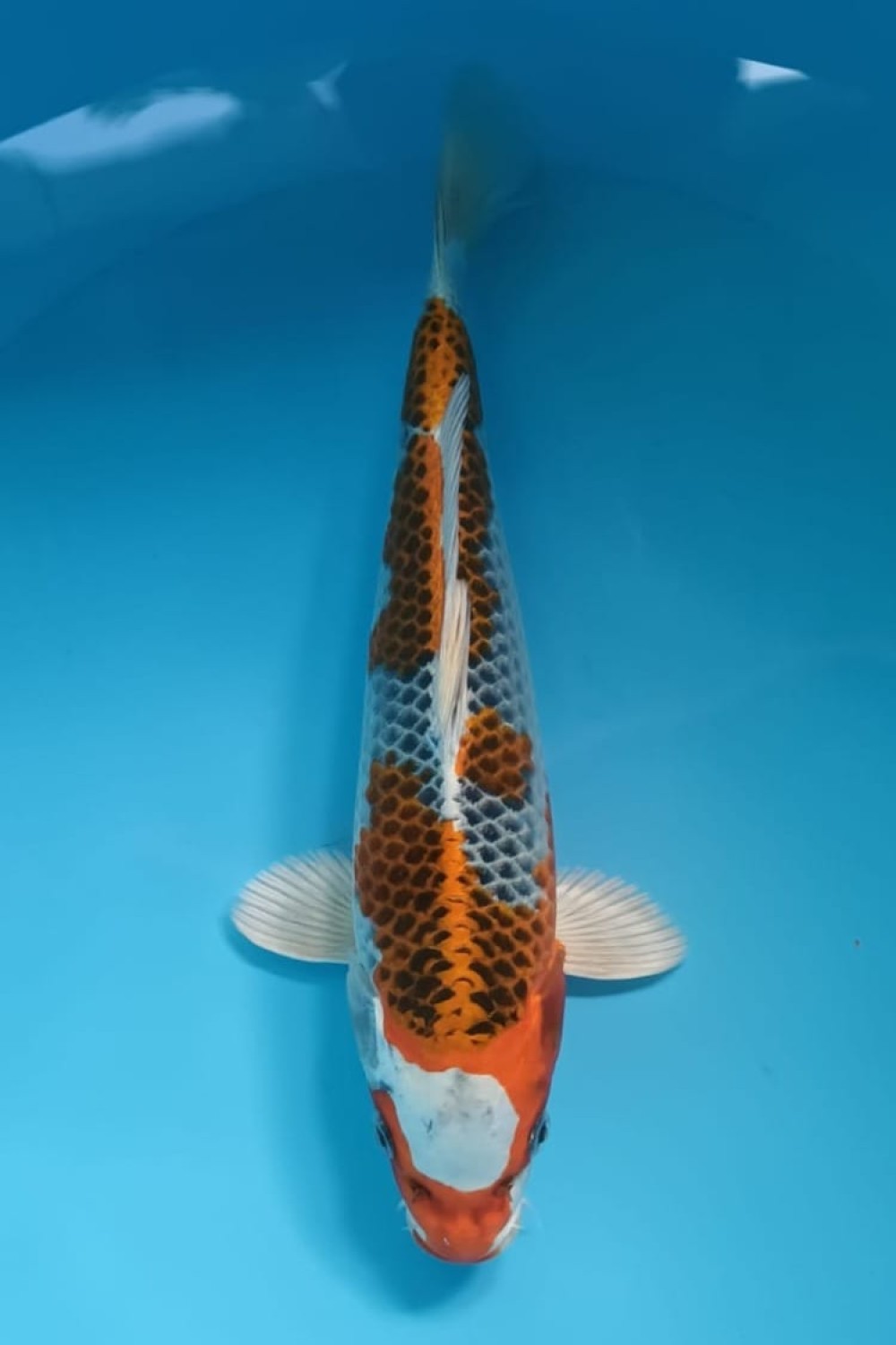 Juara 2