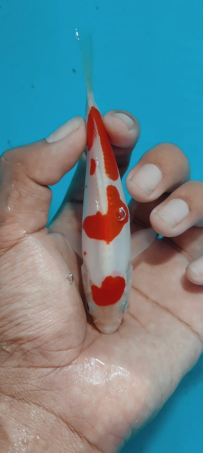 Juara 4