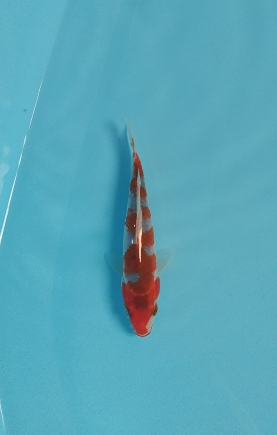 Juara 4
