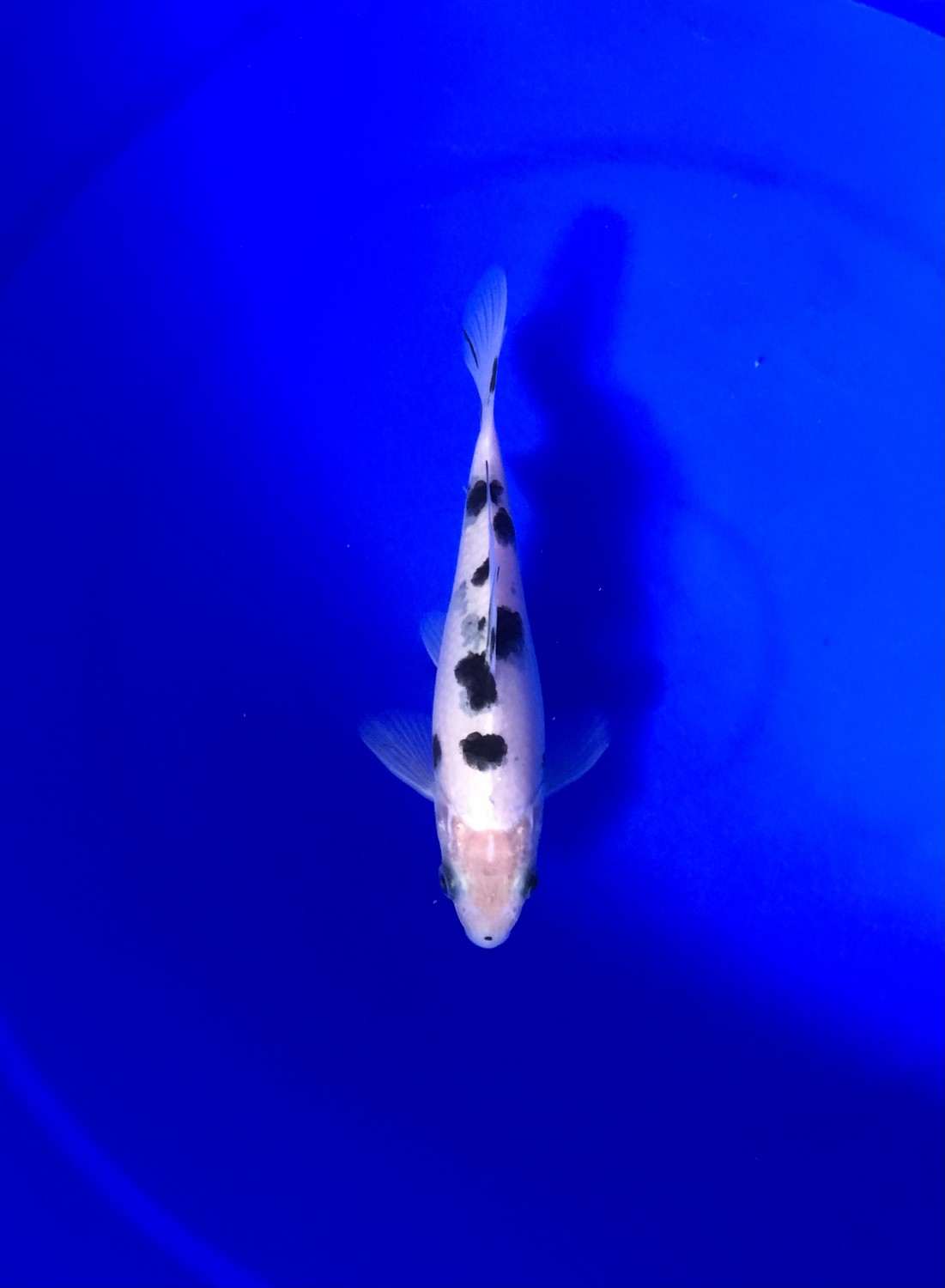 Best In Size D Up 12 cm