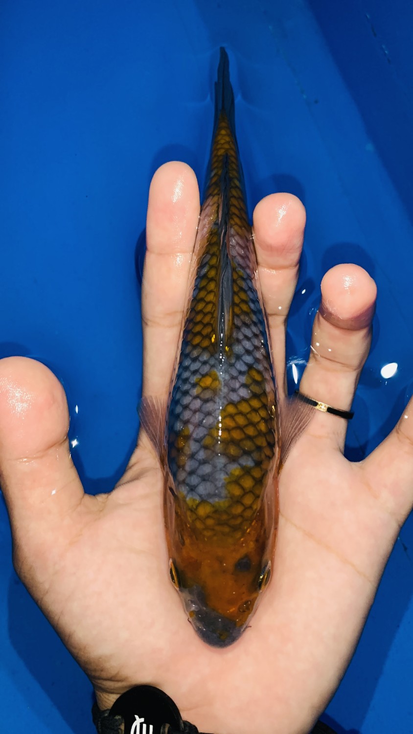 Juara 2