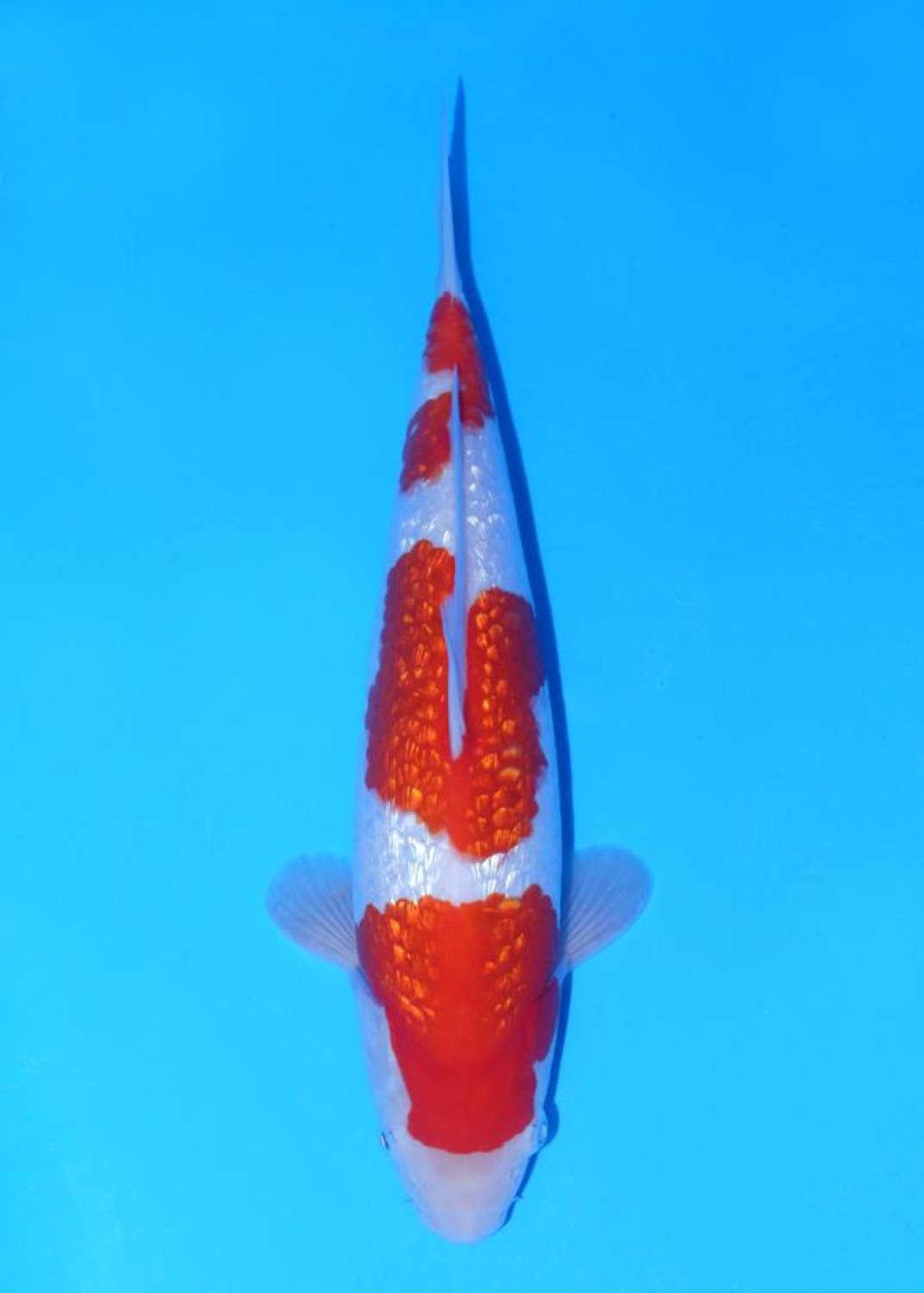 Juara 1