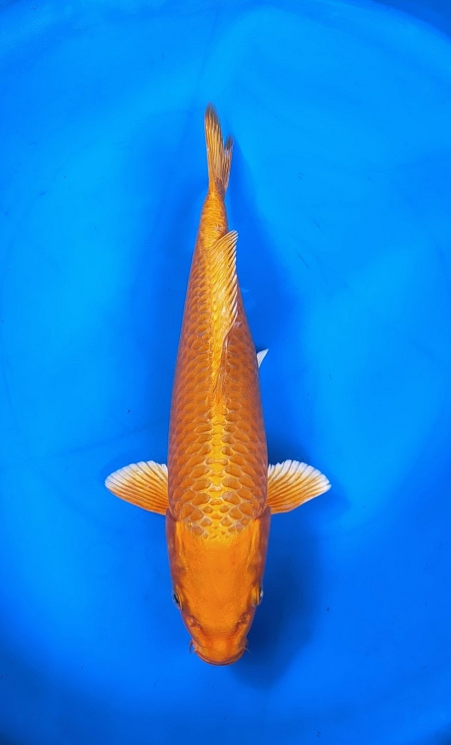 Juara 2