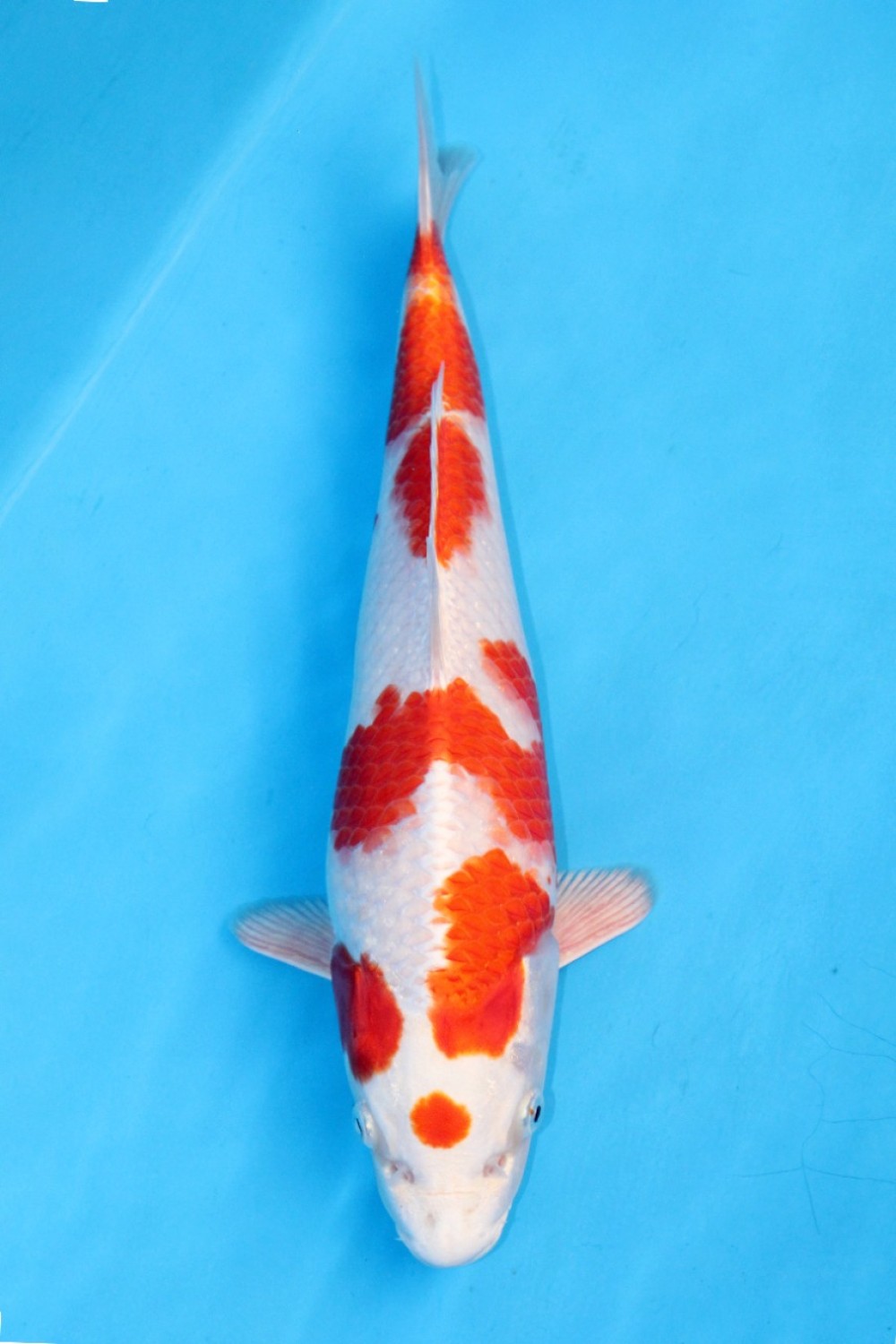 Juara 2