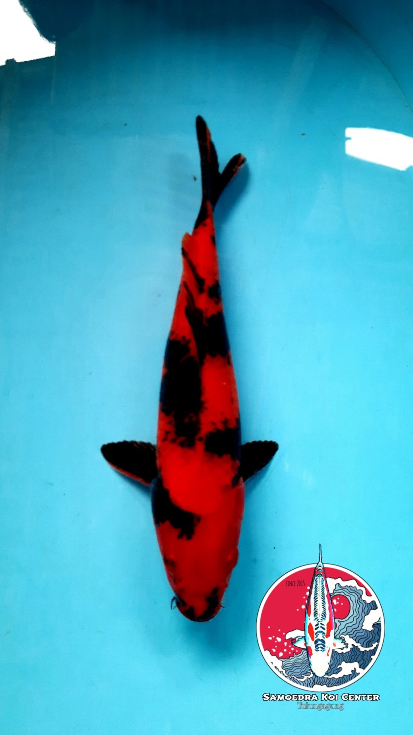 Juara 1