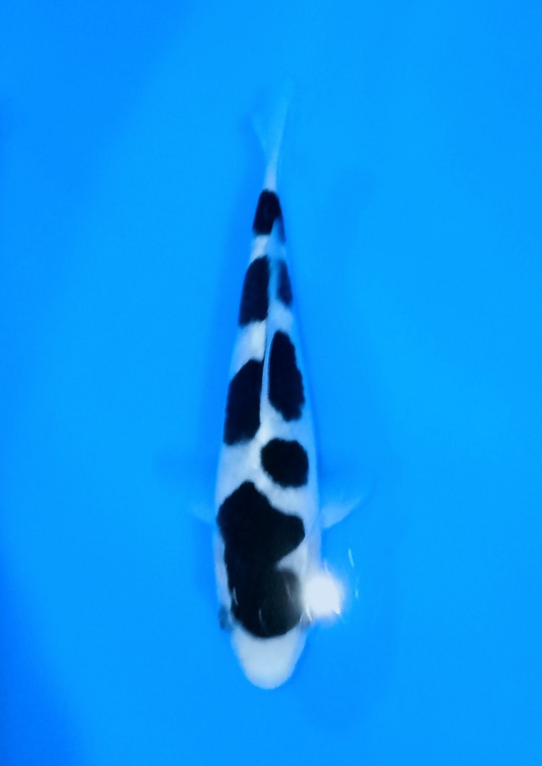 Juara 5