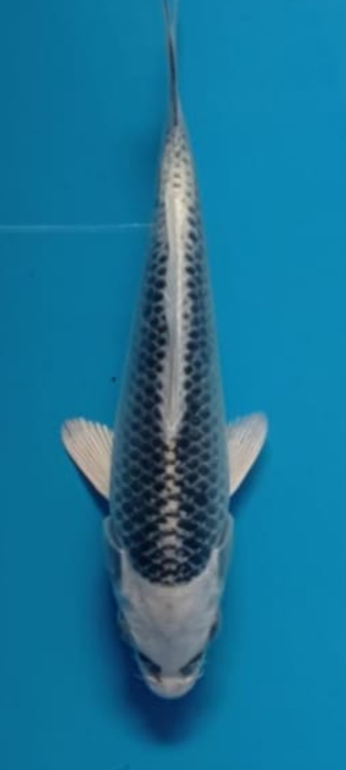 Juara 3