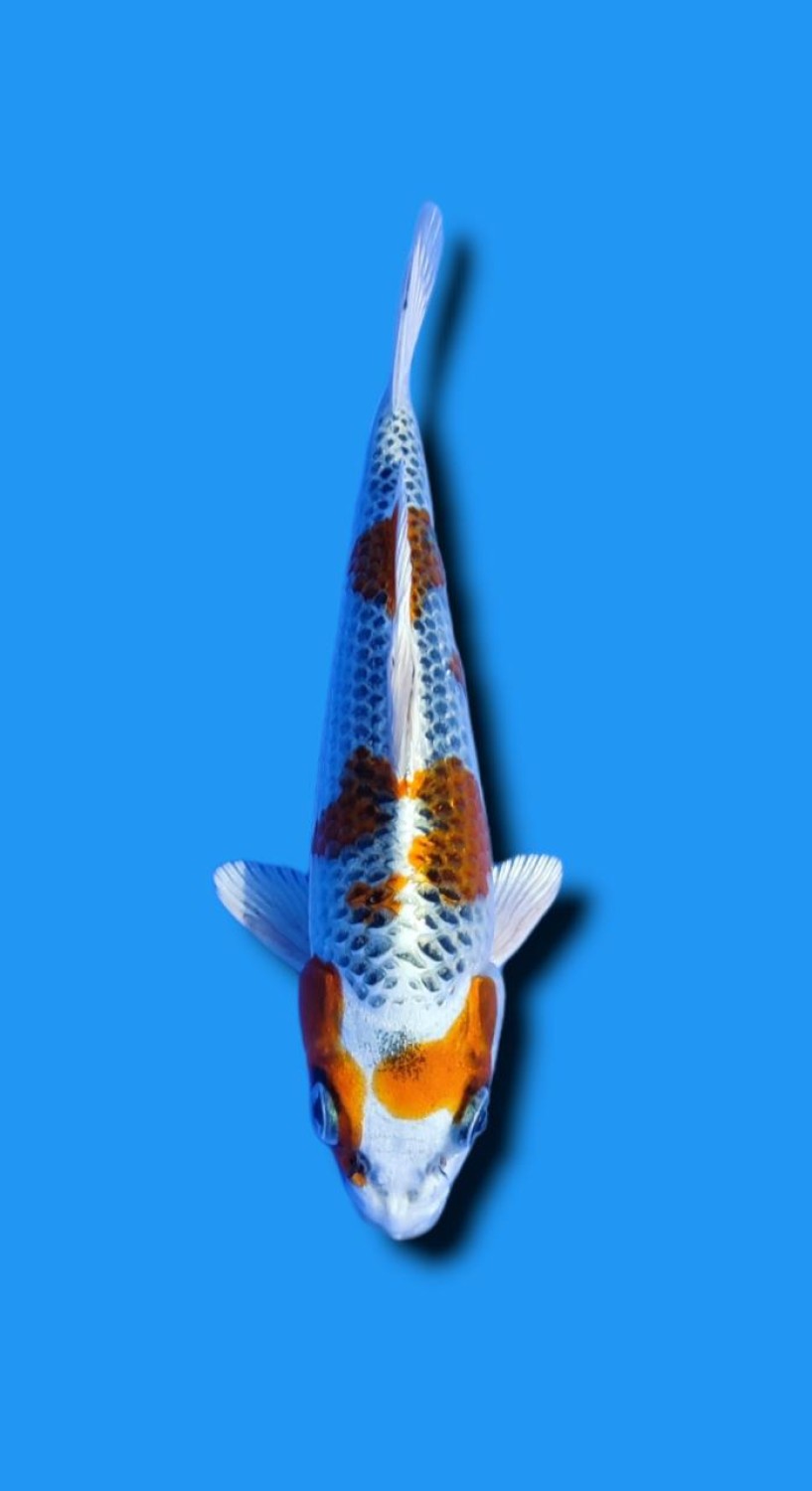 Juara 5