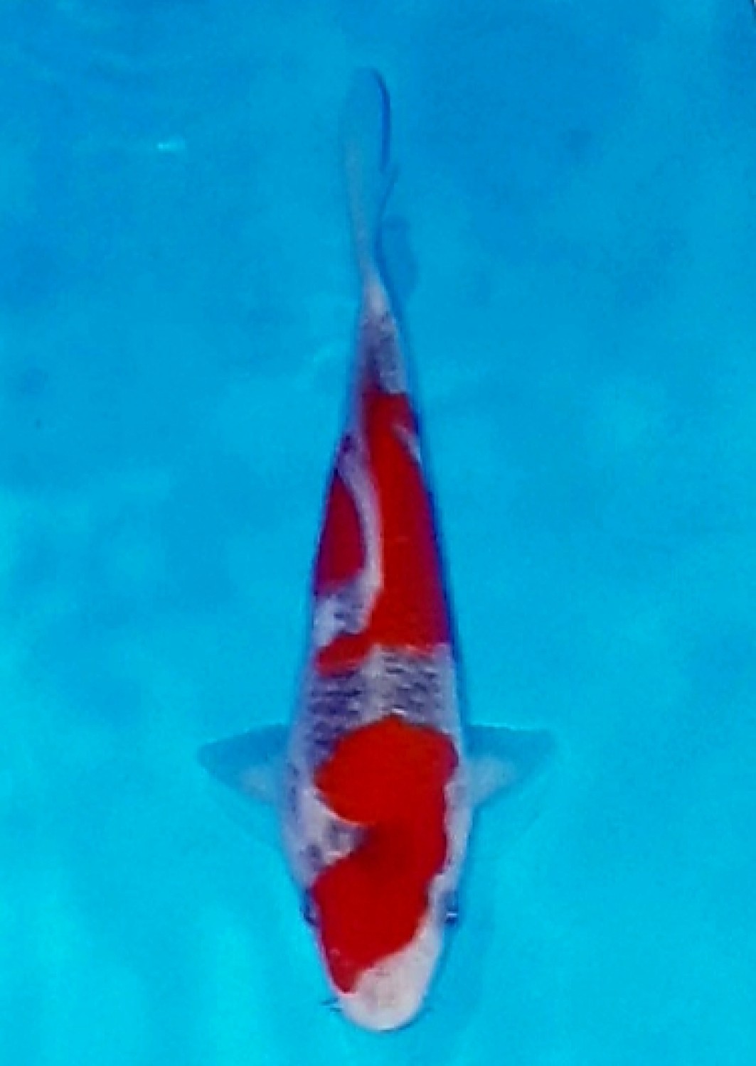 Juara 1