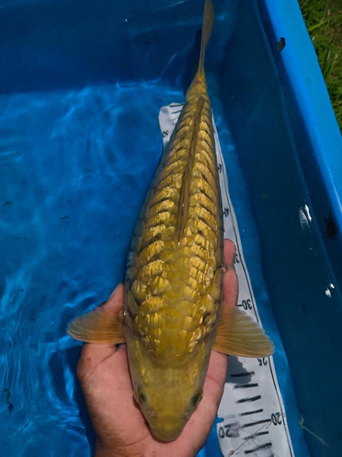 Juara 2
