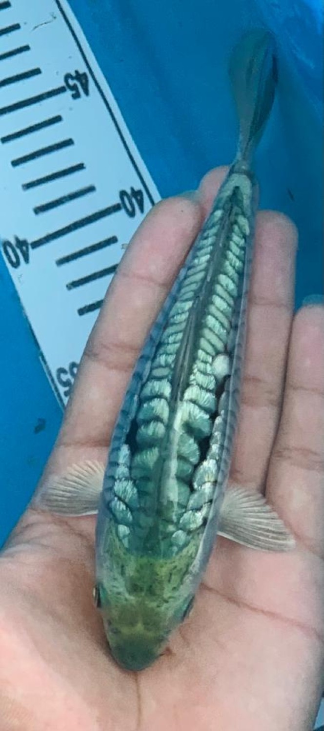 Juara 4