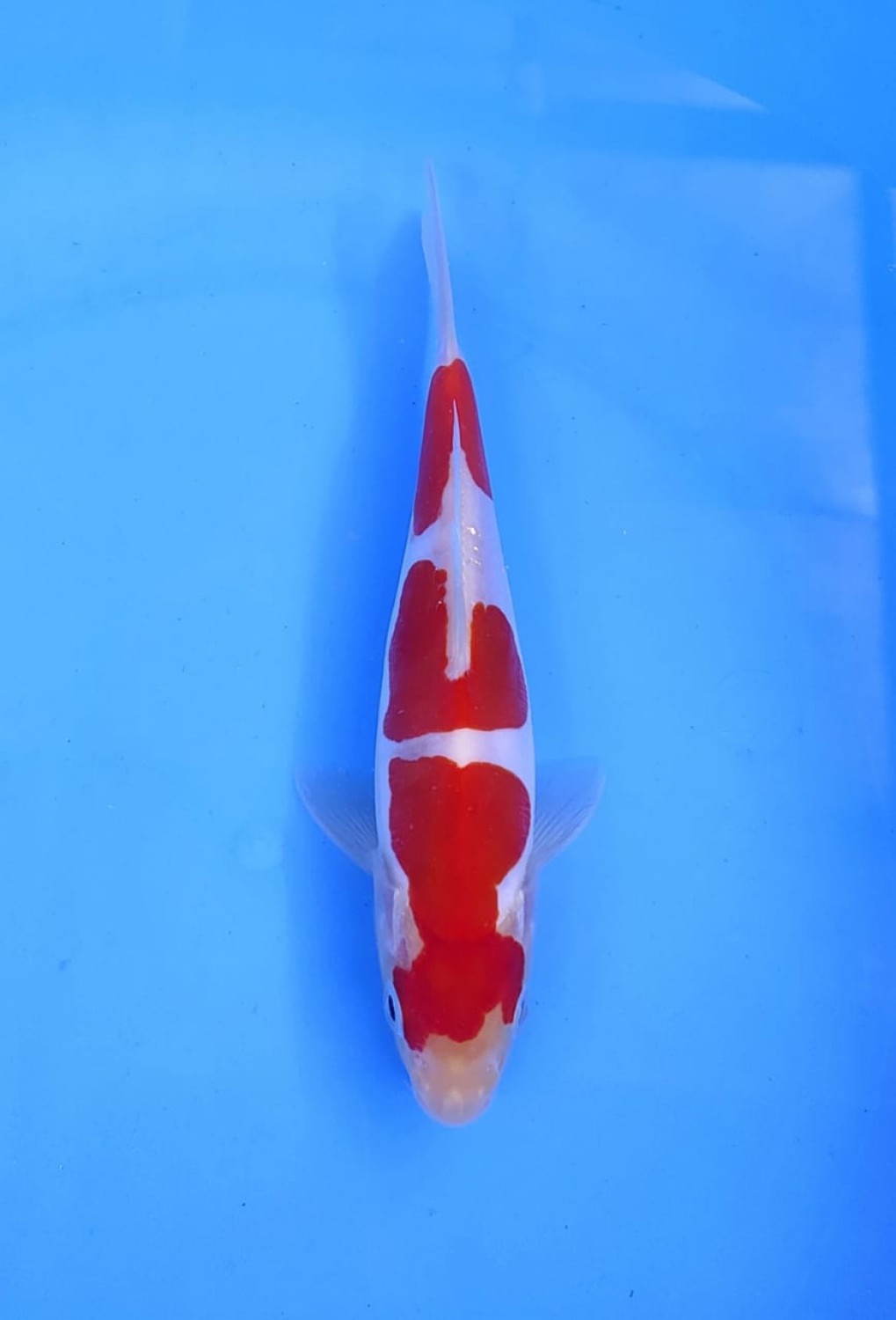 Juara 3