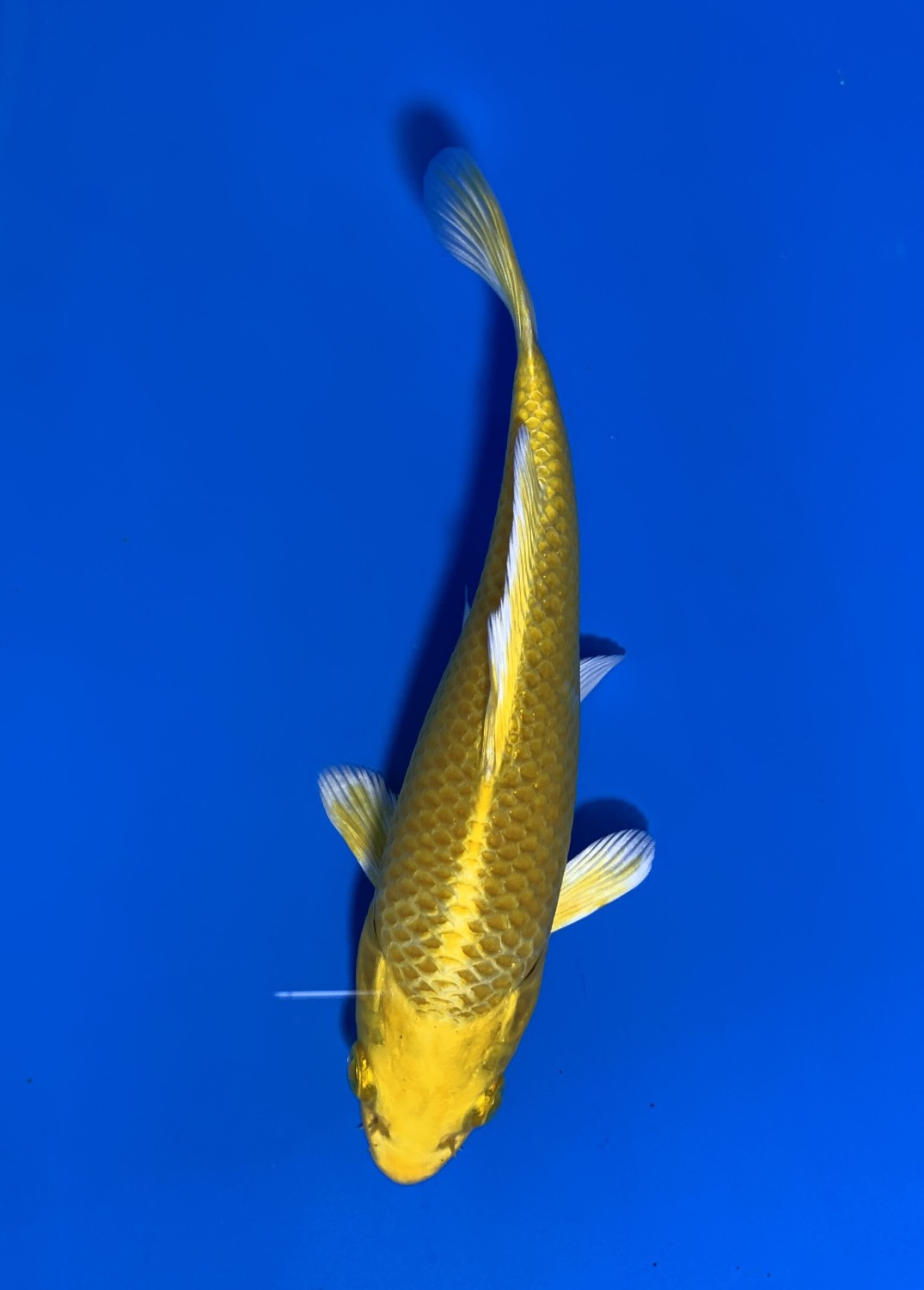 Juara 2