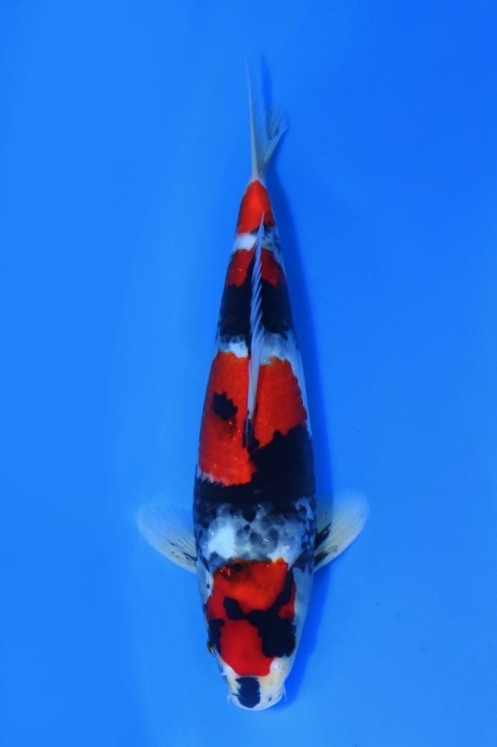 Juara 1