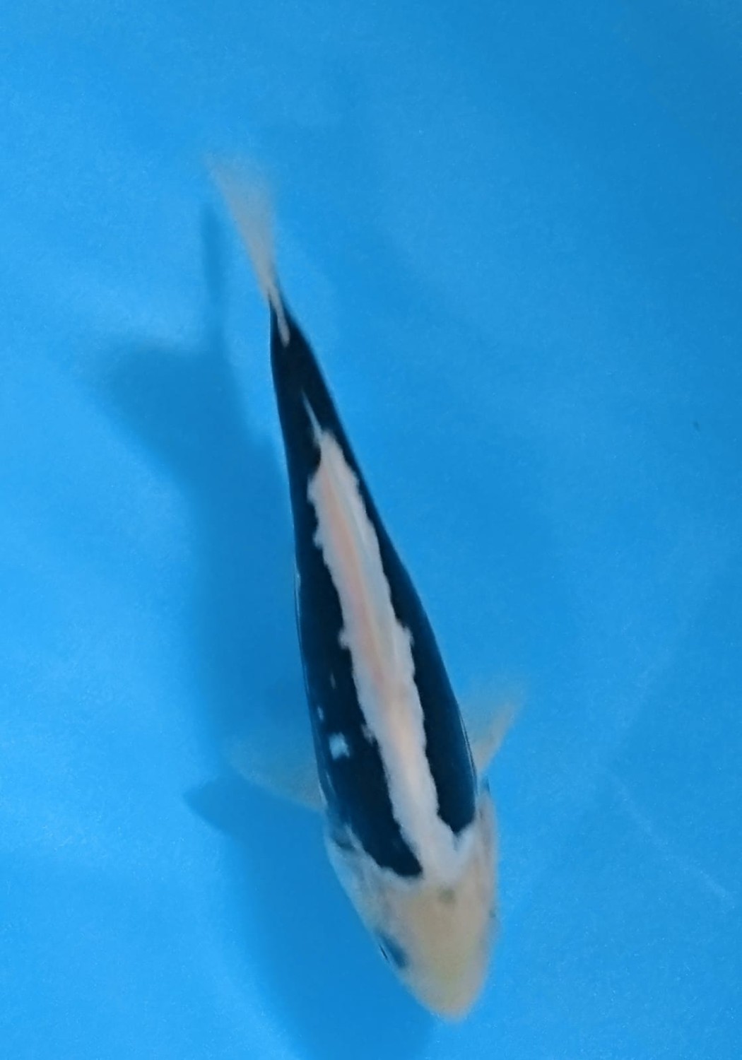 Juara 2