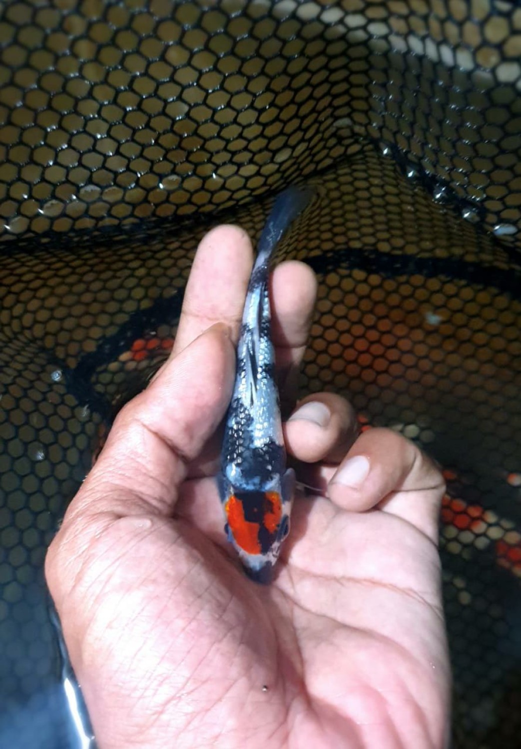 Juara 1