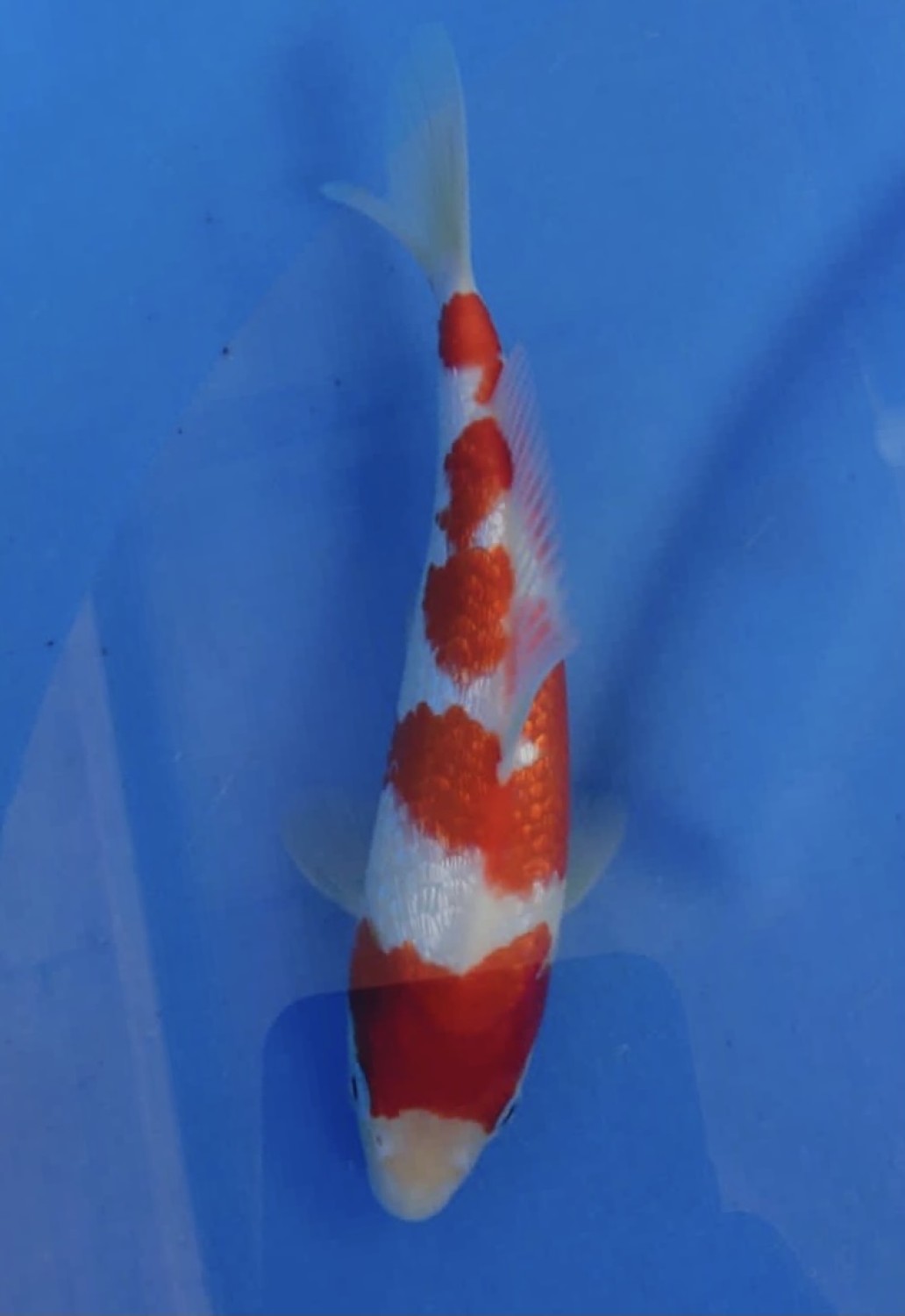 Juara 2