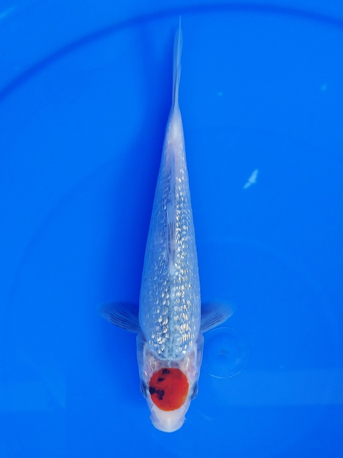 Juara 3