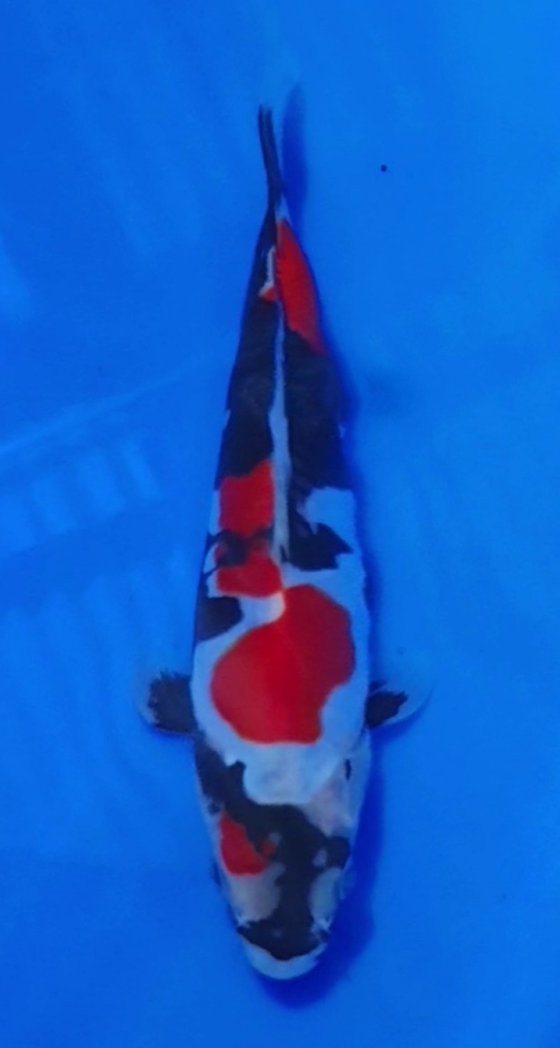 Juara 5