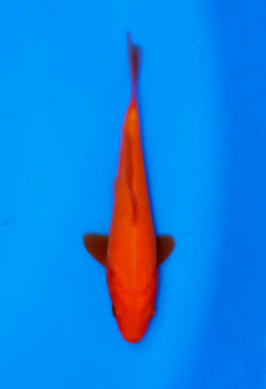 Juara 1