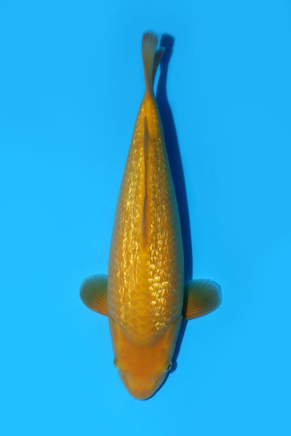Juara 5